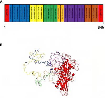 Design of a multi-epitopic vaccine against Epstein-Barr virus via computer-based methods